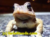 /home//u458753944/public_html/sourcegallery////////////Roxborough Toad Detour/2022/2022-03-17/P3170863.JPG